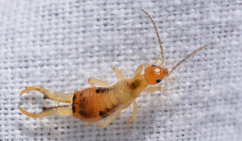 Guanchia pubescens